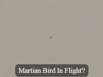 Загадочная птица Марса