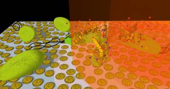 Наночастицы из золота и свет убивают бактерии в считанные секунды