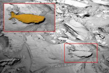 Уфолог обнаружил на Марсе окаменевшую рыбу