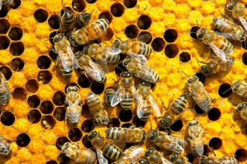 57 различных видов пестицидов найдены в отравленных пчелах