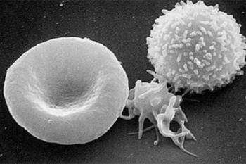 T-лимфоцит (справа)