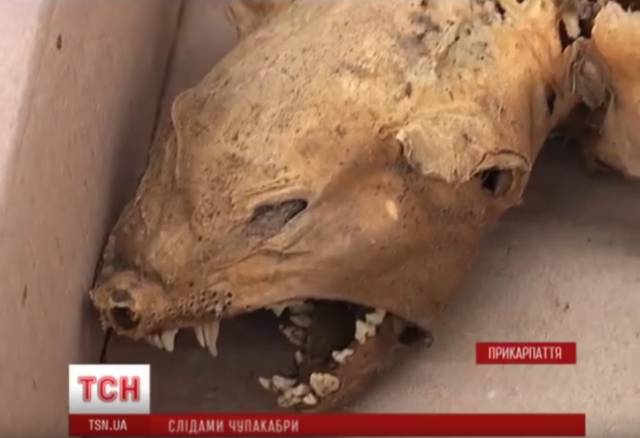 На Западной Украине обнаружили труп предполагаемой чупакабры