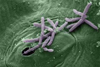 бактерии с суперспособностями