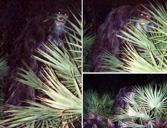 Единственные четкие фото "скунсовой обезьяны" были сделаны в 2000 год