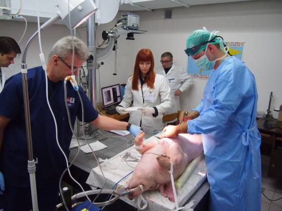 Lietuvos mokslininkai, veterinarai ir medikai bendromis jėgomis atliko eksperimentą su plakančia širdimi